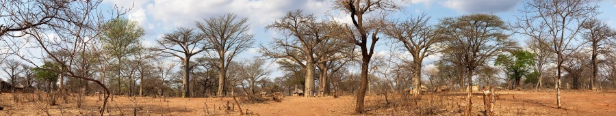baobabhumanimg_3123.jpg