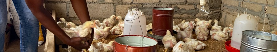 huehnerimg_2910.jpg